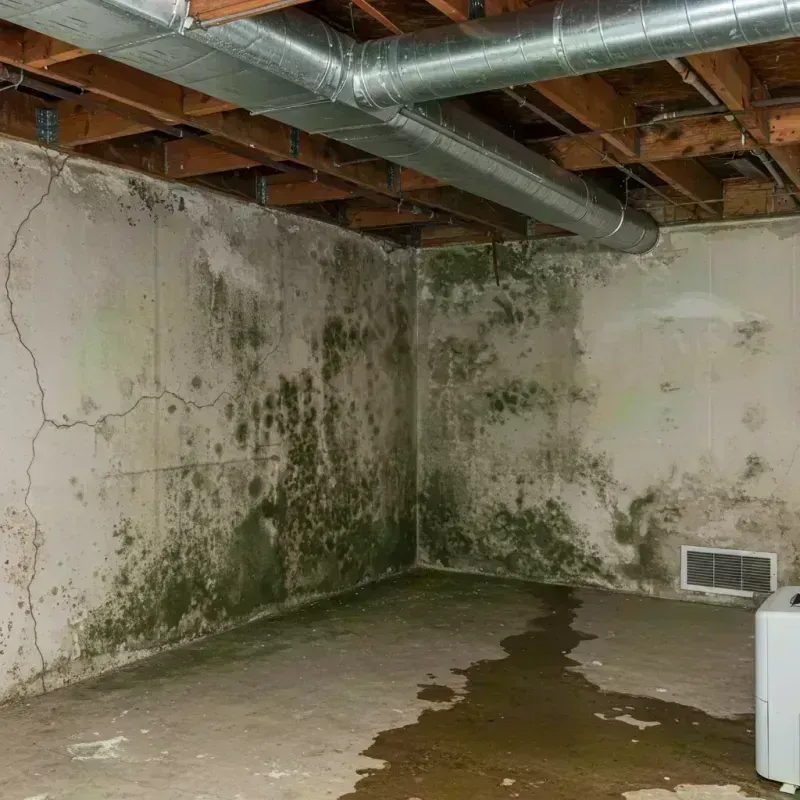 Professional Mold Removal in Dove Valley, CO